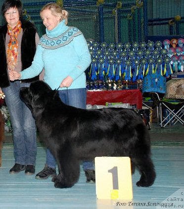 Фото: ньюфаундленд Ньюфорт Тайм'с Голд Алекса, Лена Зырина