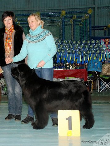 Фото: ньюфаундленд Ньюфорт Тайм'с Голд Алекса, Лена Зырина