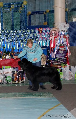Фото: ньюфаундленд Ньюфорт Тайм'с Голд Алекса, Лена Зырина