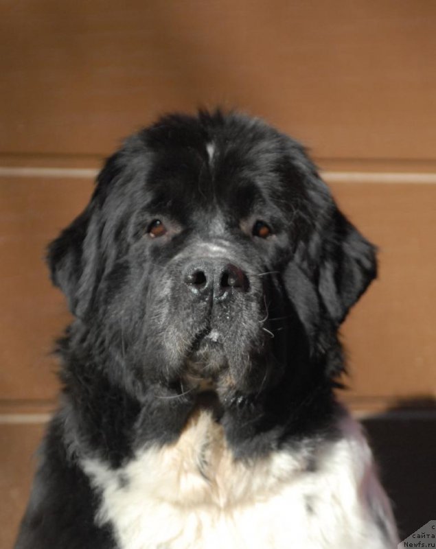 Фотография № 199436