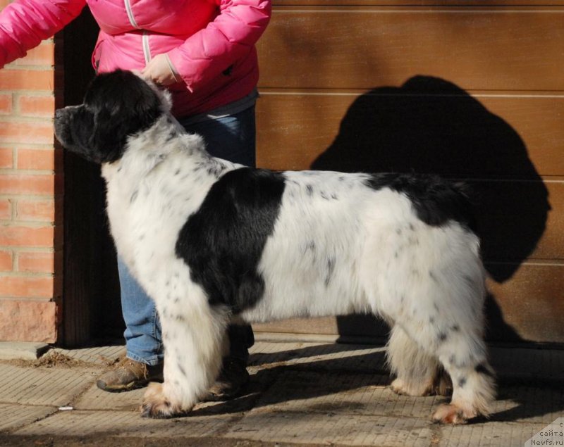 Фотография № 199438