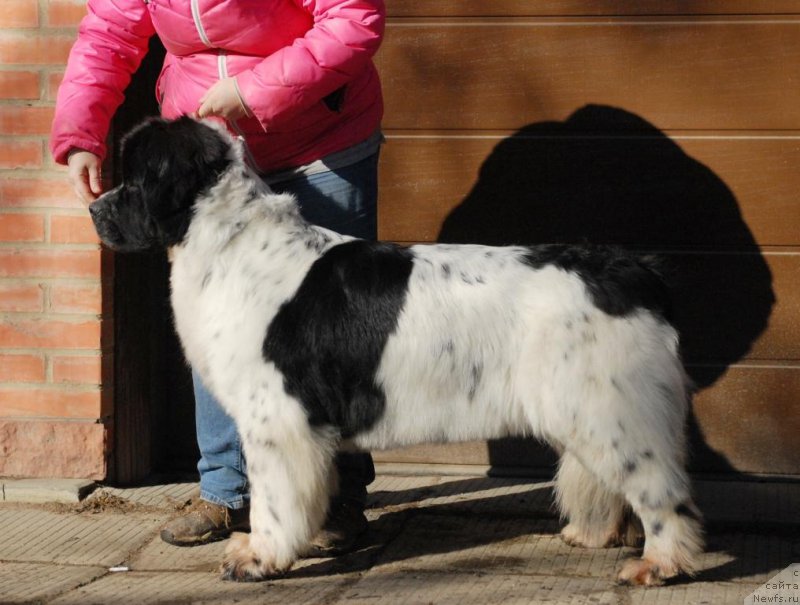 Фотография № 199440