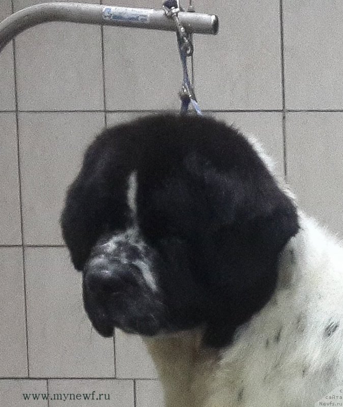 Фотография № 199441