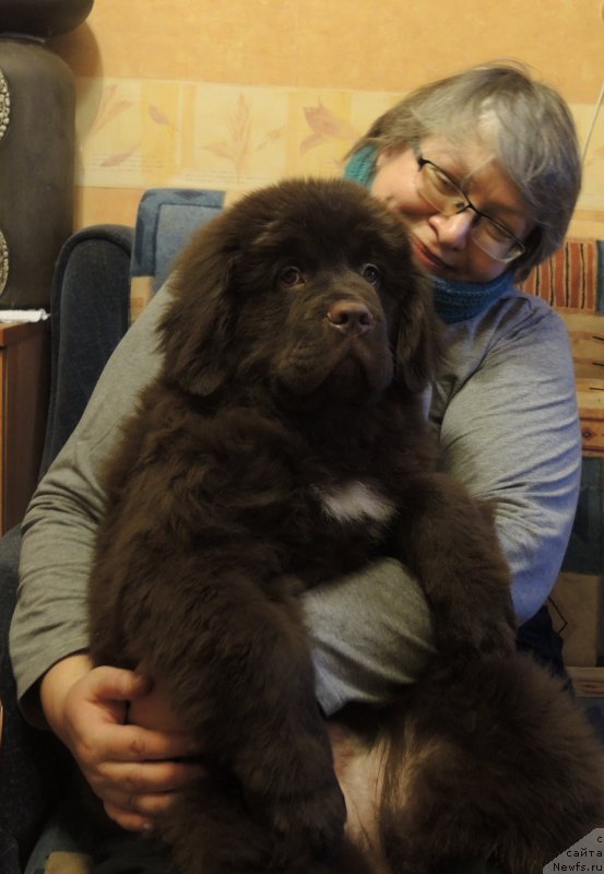 Фото: ньюфаундленд Фанньюф Адриатика (Funnewf Adriatika), Екатерина Бенкен