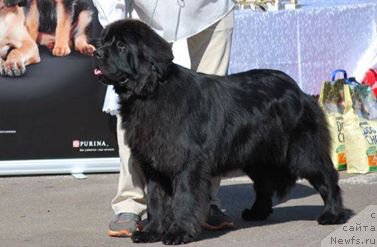 Фото: ньюфаундленд King of Helluland Passion for Prada