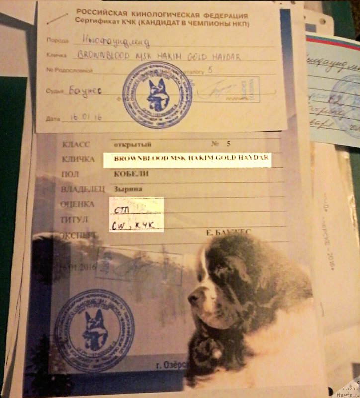 Фото: ньюфаундленд Браунблад МСК Хаким Голд Хайдар (Brownblood MSK Hakim Gold Haydar)