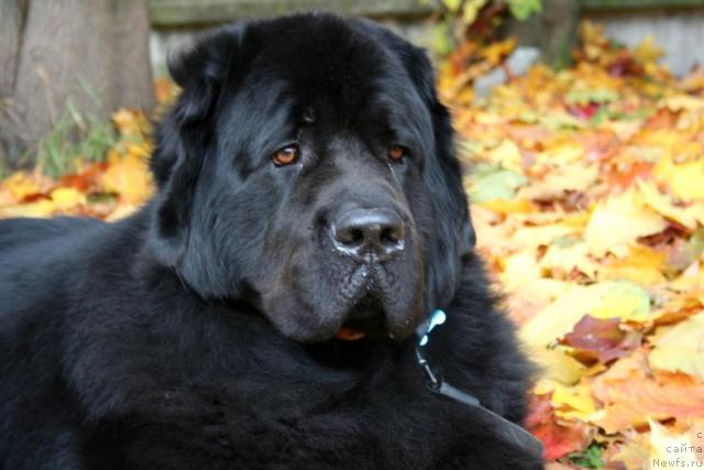 Фото: ньюфаундленд Антарио (Antario)