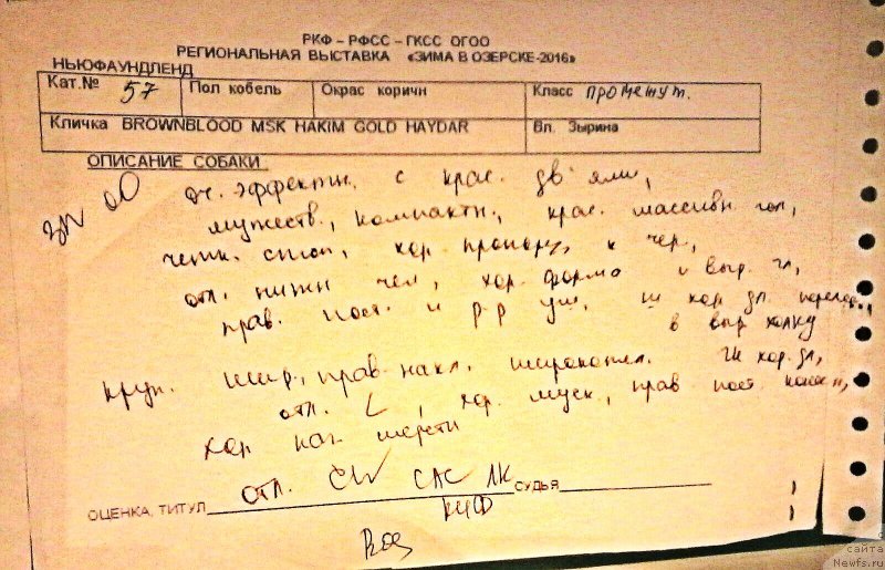 Фото: ньюфаундленд Браунблад МСК Хаким Голд Хайдар (Brownblood MSK Hakim Gold Haydar)