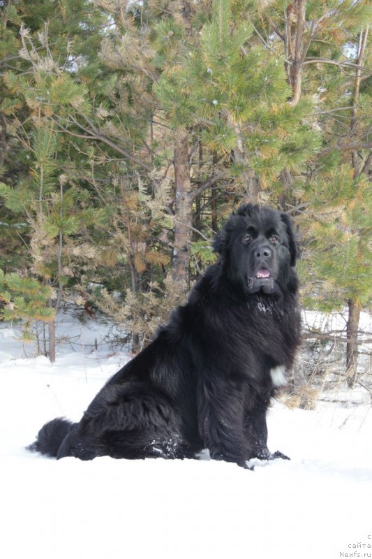 Фото: ньюфаундленд Ю Белонг Ту Ми