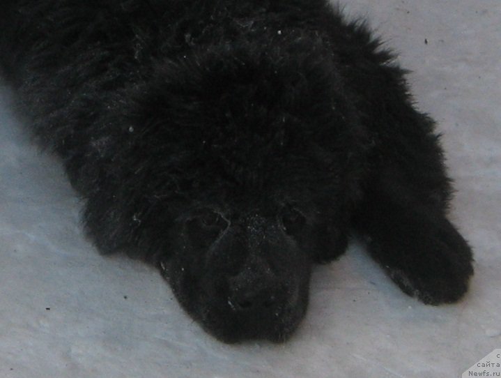 Фото: ньюфаундленд С'Нежная Вьюга Биг Рашшен Босс