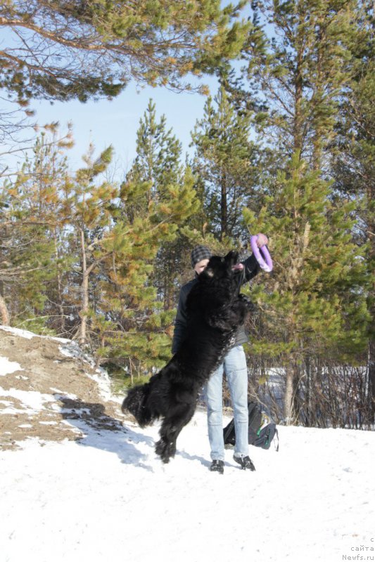 Фото: ньюфаундленд Ю Белонг Ту Ми