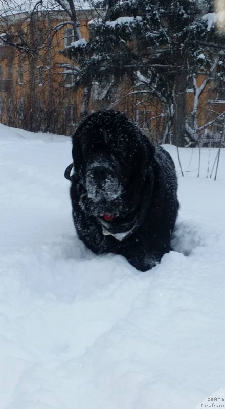 Фото: ньюфаундленд Black Blues iz Volotova