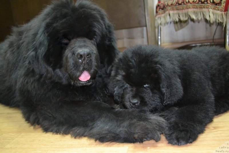 Фото: ньюфаундленд Супер Премиум Амелия Экшен, ньюфаундленд Талисман Моря Ла-Валетта