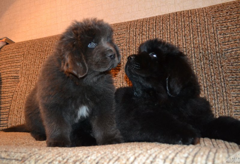 Фото: ньюфаундленд Талисман Моря Лэнд Ровер, ньюфаундленд Талисман Моря Ла-Манш