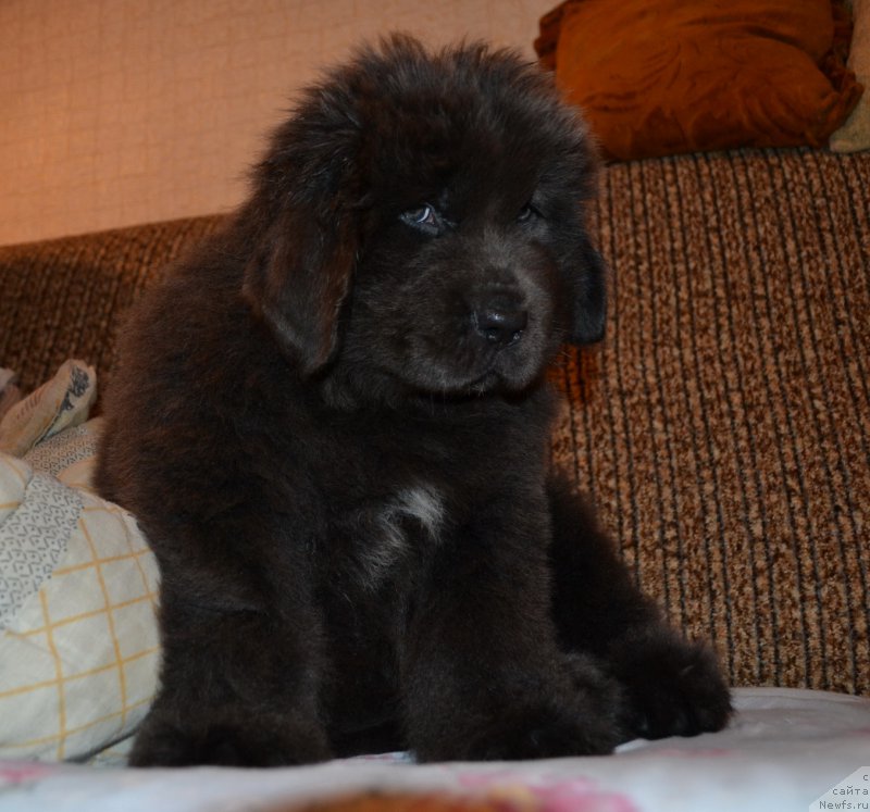 Фото: ньюфаундленд Талисман Моря Лэнд Ровер