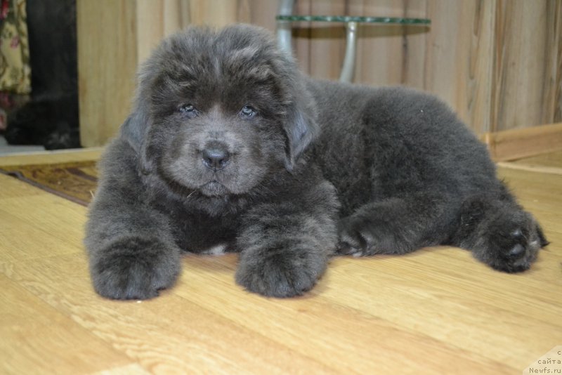 Фото: ньюфаундленд Талисман Моря Лэнд Ровер