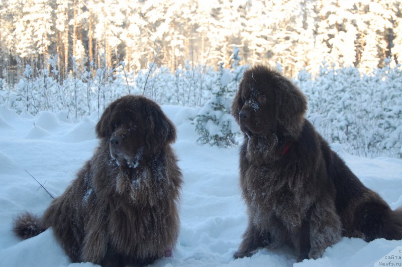 Фото: ньюфаундленд Sandra, ньюфаундленд Newettas Vanessa