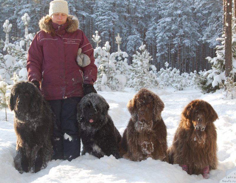 Фото: ньюфаундленд Sandra, ньюфаундленд Newettas Vanessa