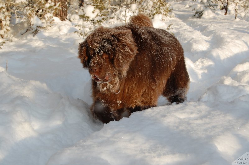 Фото: ньюфаундленд Newettas Vanessa