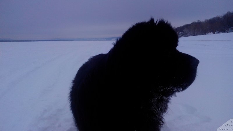 Фото: ньюфаундленд Бегущая по Волнам Чойс оф Фибоначчи (Begushaya po Volnam Choice of Fibonacci)