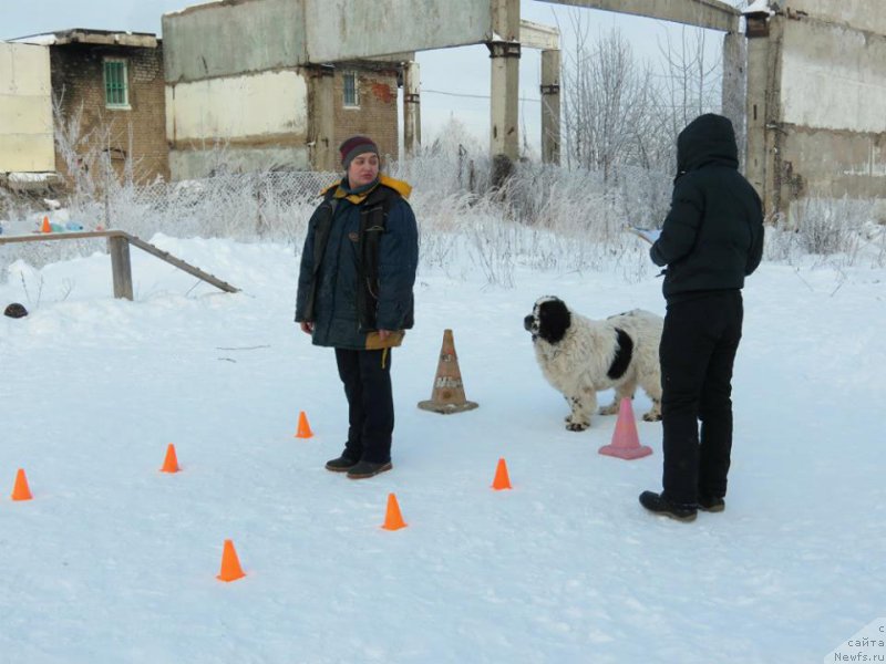 Фото: ньюфаундленд Сент Джонс Царевна Лебедь (Sent Djons Carevna Lebed)