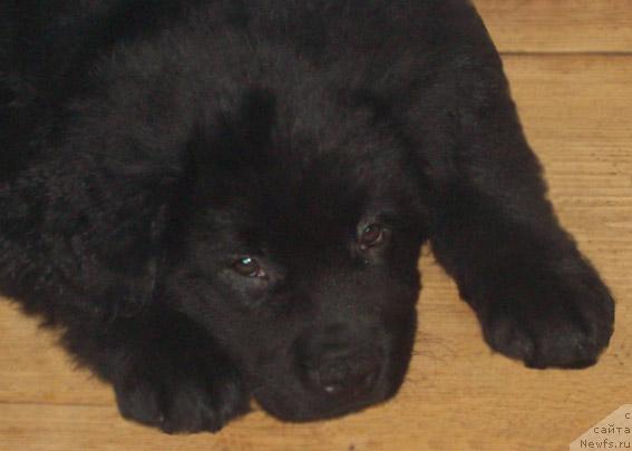 Фото: ньюфаундленд Конрад Хэндсоммен