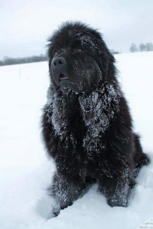 Фото: ньюфаундленд Моя Стихия Иксия Элли Сюрпрайз (Moya Stikhiya Iksiya Elli Surprise)