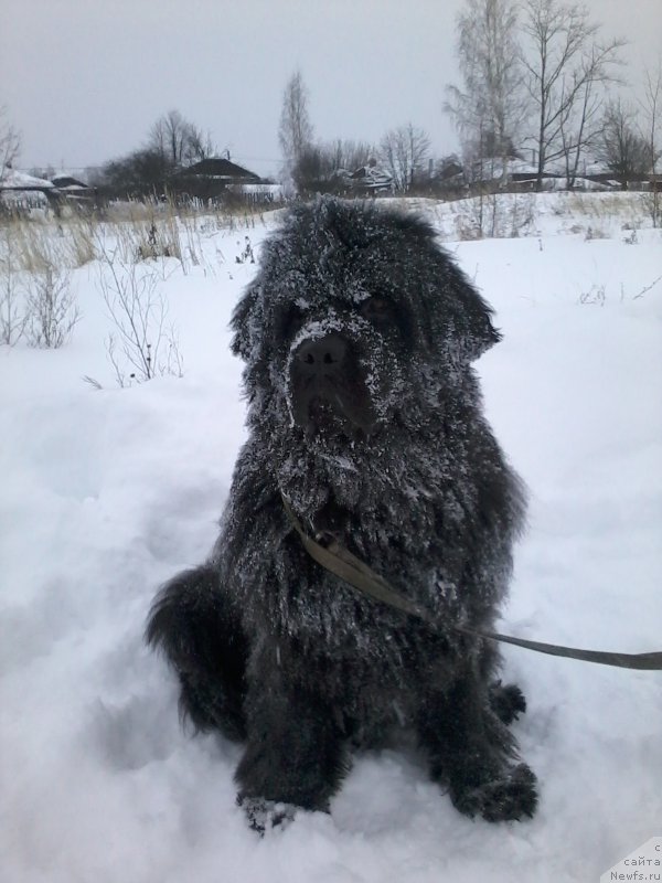 Фото: Бегущая по Волнам Царица Савская.