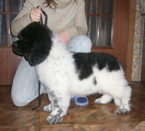 Фото: ньюфаундленд Супер Бизон Арго (Super Bizon Argo)