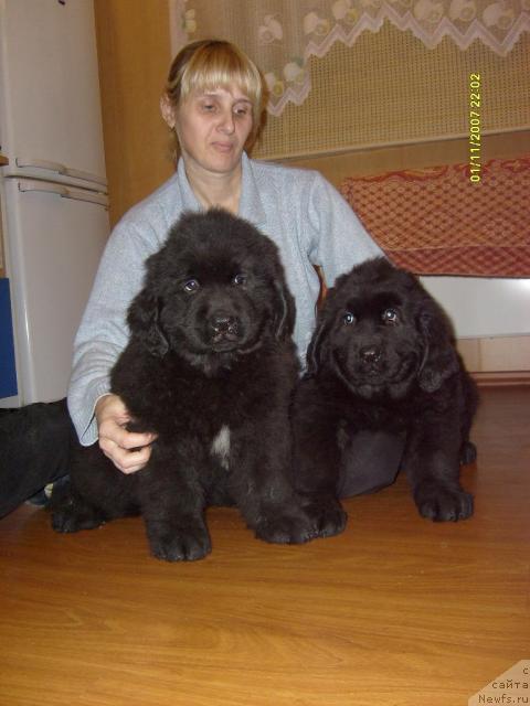 Фото: ньюфаундленд Бекингем, ньюфаундленд Большая Удача для Ньюфорт