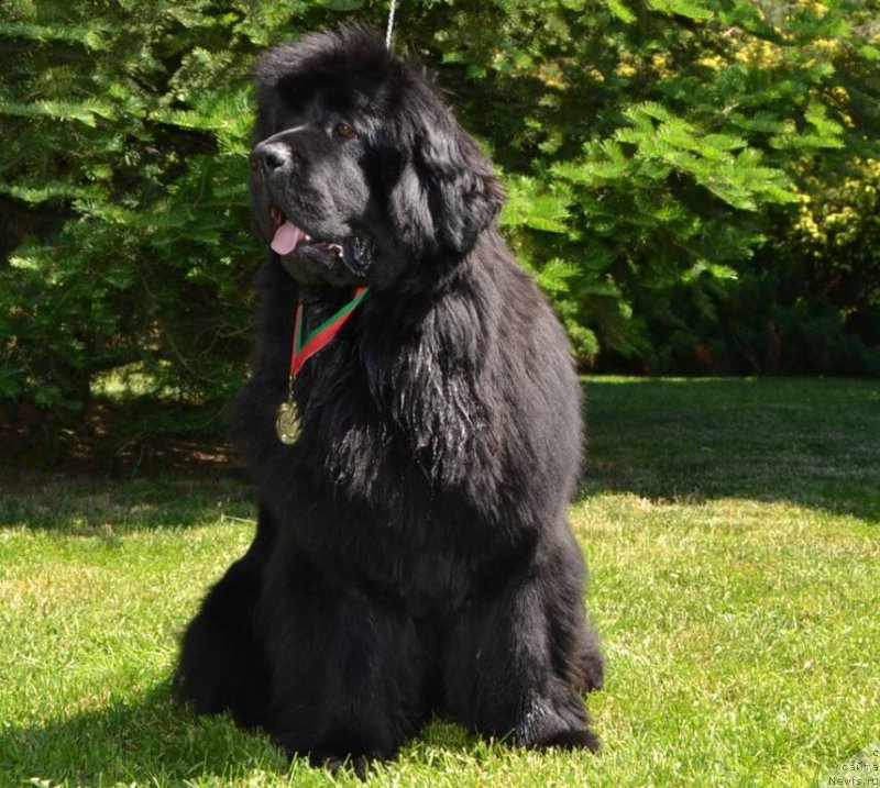 Фото: ньюфаундленд Nuts About you Midnight Bear