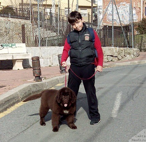 Фото: ньюфаундленд Фанньюф Адриатика (Funnewf Adriatika)