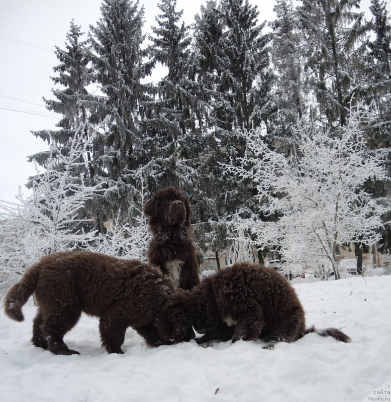 Фото: ньюфаундленд Фанньюф Антарктика (Funnewf Antarktika), ньюфаундленд Фанньюф Арктика (Funnewf Arktika), ньюфаундленд Акватория Келвин Хизер Хани (Aquatoriya Kelvin Heather Honey)