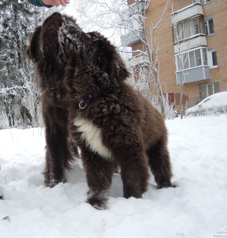 Фото: ньюфаундленд Акватория Келвин Хизер Хани (Aquatoriya Kelvin Heather Honey), ньюфаундленд Фанньюф Арктика (Funnewf Arktika)