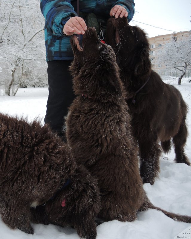 Фото: ньюфаундленд Акватория Келвин Хизер Хани (Aquatoriya Kelvin Heather Honey), ньюфаундленд Фанньюф Антарктика (Funnewf Antarktika)