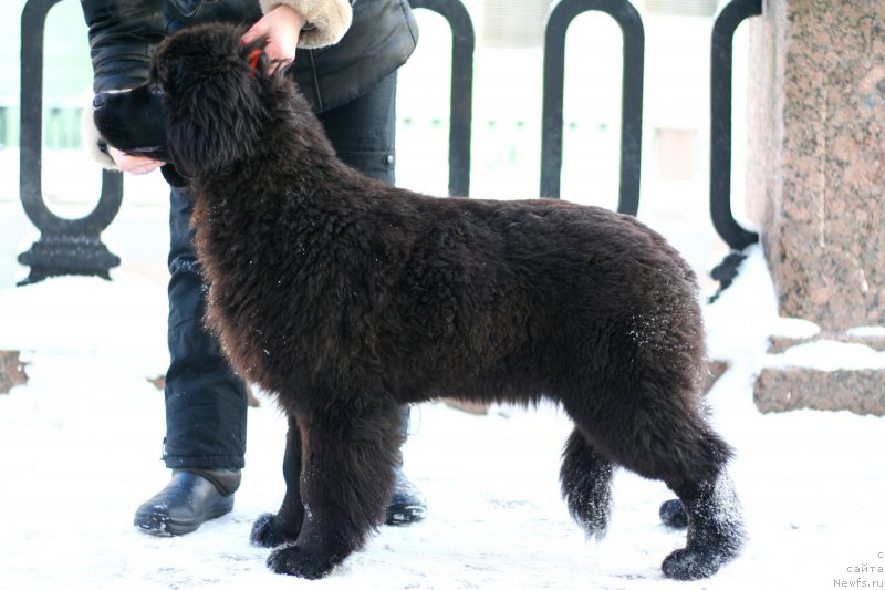 Фото: ньюфаундленд Белкондер-Клаб Белла Ренессанс (Belkonder-Club Bella Renaissance)