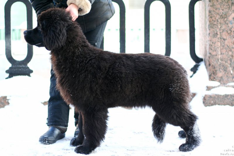 Фото: ньюфаундленд Белкондер-Клаб Белла Ренессанс (Belkonder-Club Bella Renaissance)