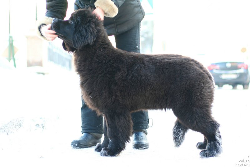 Фото: ньюфаундленд Белкондер-Клаб Белла Ренессанс (Belkonder-Club Bella Renaissance)