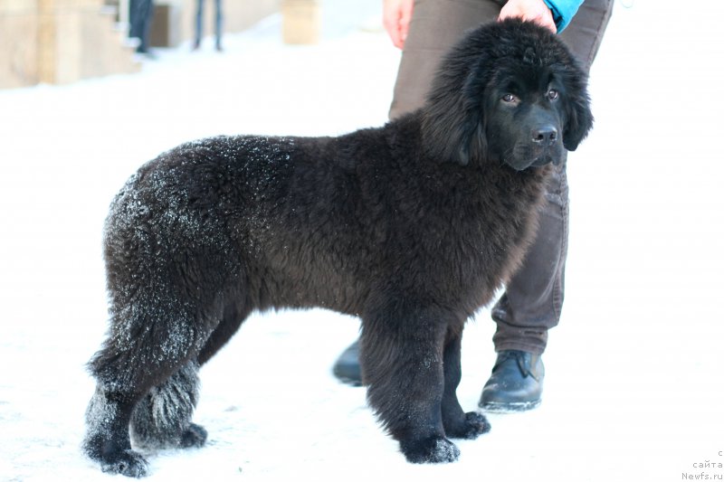 Фото: ньюфаундленд Белкондер-Клаб Белла Ренессанс (Belkonder-Club Bella Renaissance)