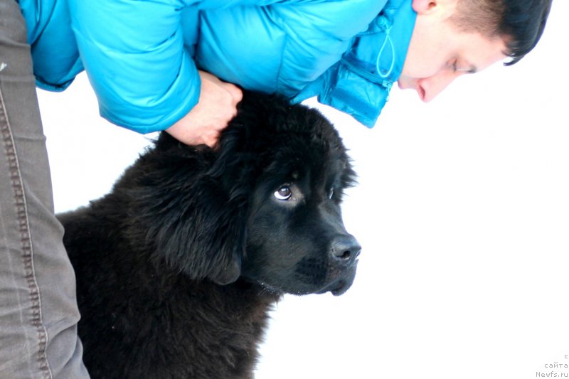 Фото: ньюфаундленд Белкондер-Клаб Белла Ренессанс (Belkonder-Club Bella Renaissance)