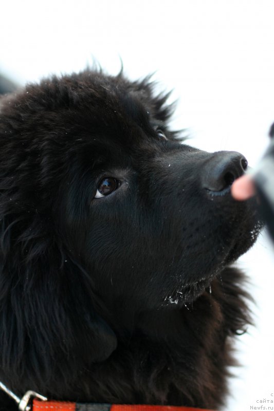 Фото: ньюфаундленд Белкондер-Клаб Белла Ренессанс (Belkonder-Club Bella Renaissance)