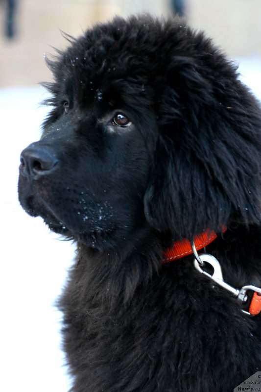 Фото: ньюфаундленд Белкондер-Клаб Белла Ренессанс (Belkonder-Club Bella Renaissance)