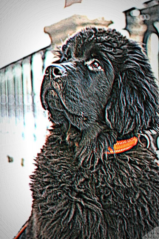 Фото: ньюфаундленд Белкондер-Клаб Белла Ренессанс (Belkonder-Club Bella Renaissance)