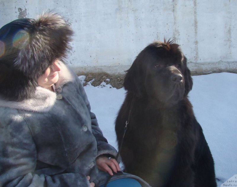 Фото: ньюфаундленд Ньюфорт Атлантида (Njufort Atlantida)