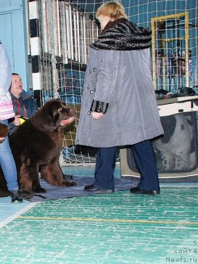 Фото: ньюфаундленд Ньюфорт Ваше Величество Брабус