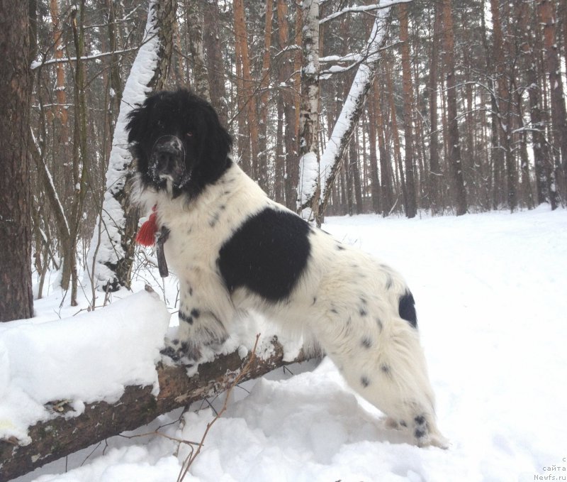 Фотография № 199537