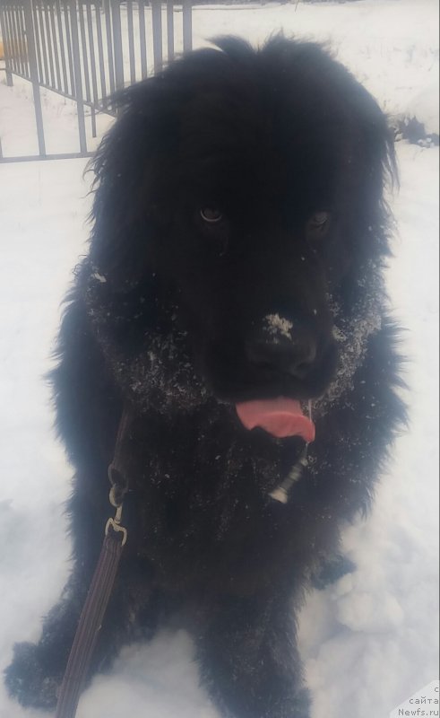 Фото: ньюфаундленд Ньюфорт Дивная Диана, ньюфаундленд Ньюфорт Дивная Диана