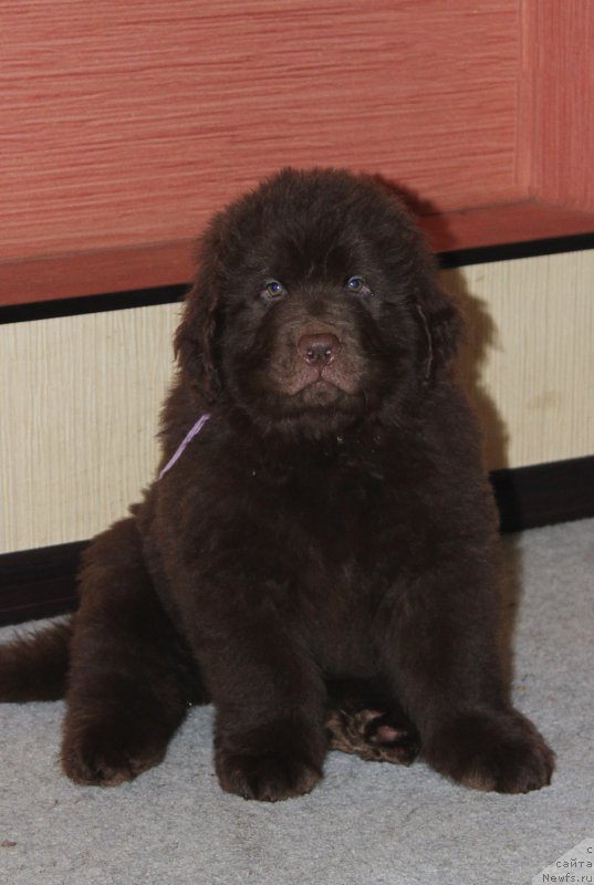 Фотография № 199540