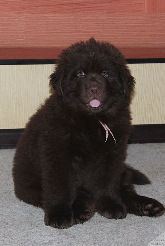 Фотография № 199541