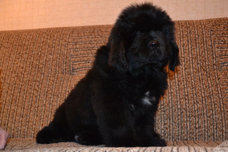 Фото: ньюфаундленд Талисман Моря Ла-Манш